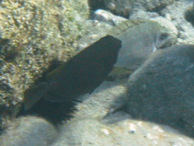 Siganus luridus (Pesce coniglio) - specie lessepsiana